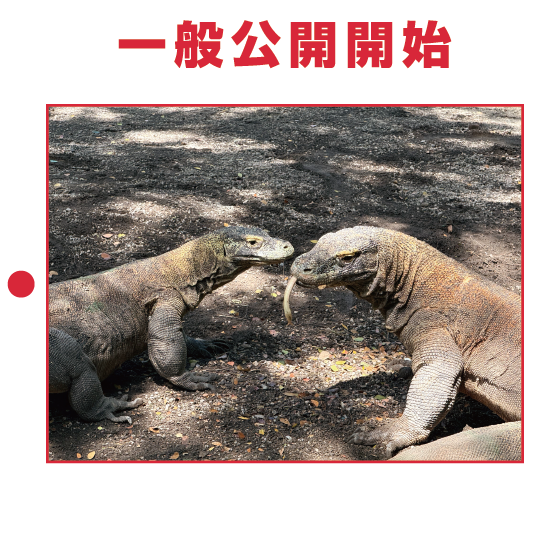 コモドドラゴン導入への歩み9