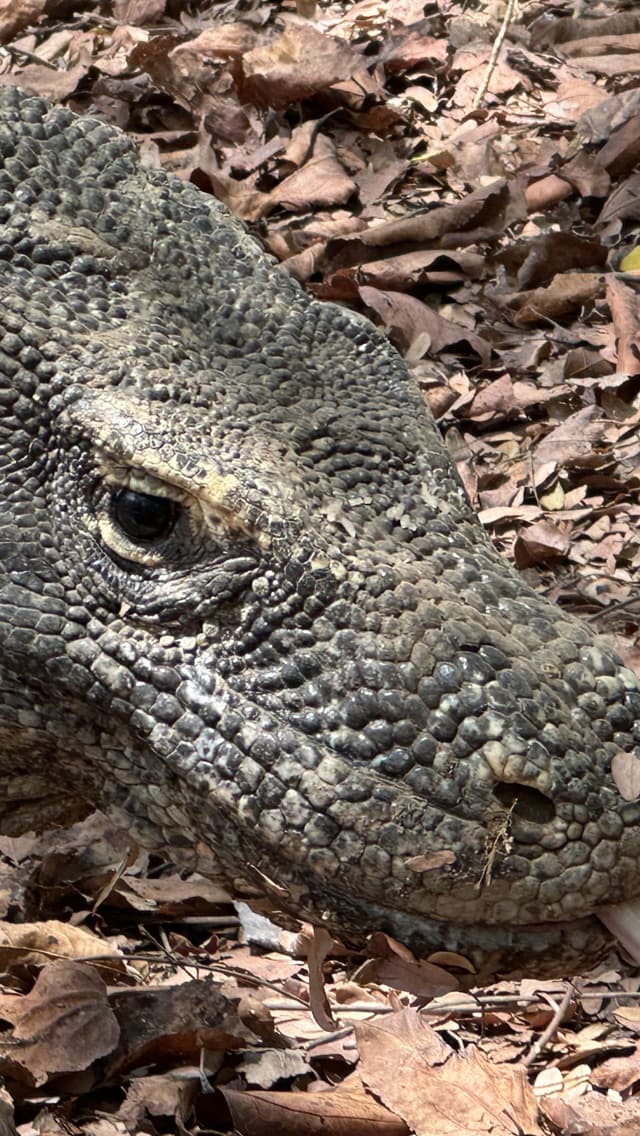 コモドドラゴン写真6
