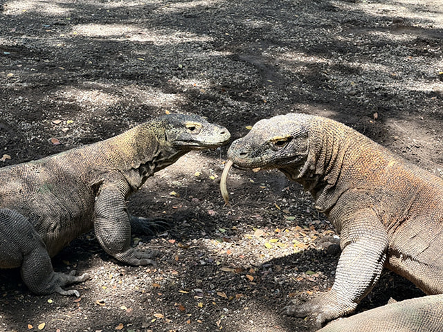 iZooへやってきた2頭のコモドドラゴン
